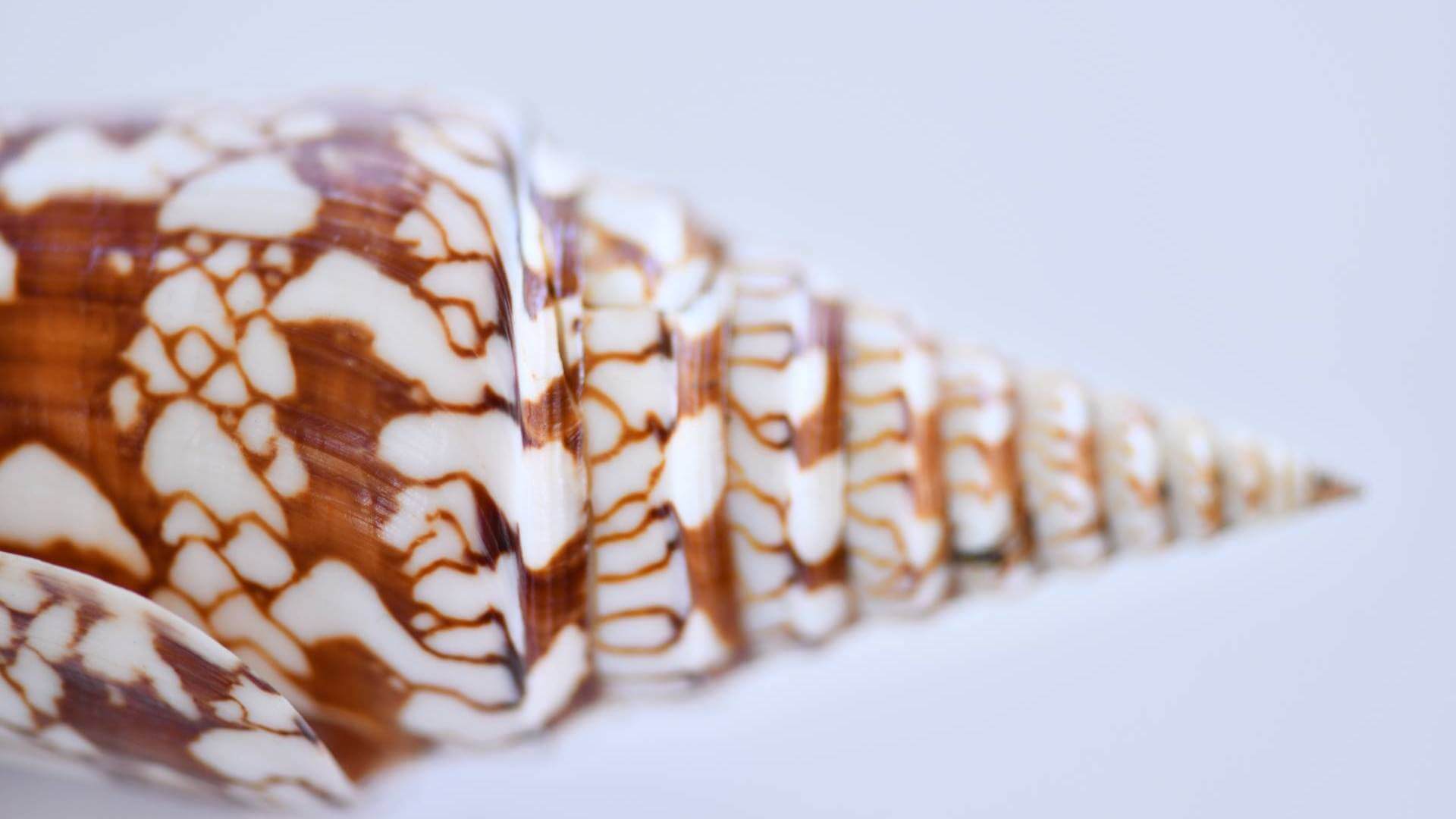 World of Seashells Mauritius